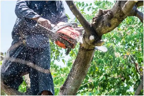 tree services El Cenizo